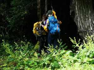 Mardi Himal Trek